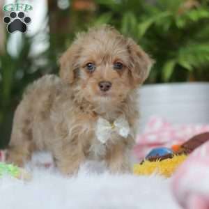 Parker, Yorkie Poo Puppy